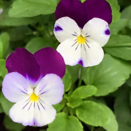 La Casa Di Isabella 4* Loreto