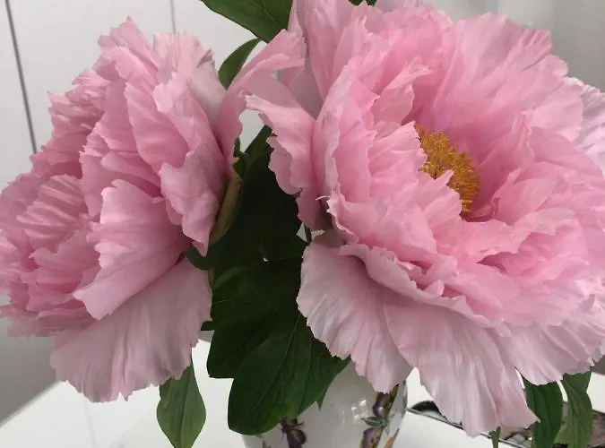 La Casa Di Isabella Bed and Breakfast Λορέτο